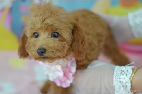 販売中の埼玉県のタイニープードル-347496の11枚目