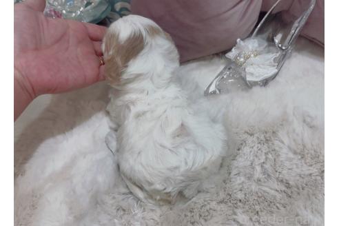 成約済の大阪府のミックス犬-364479の4枚目