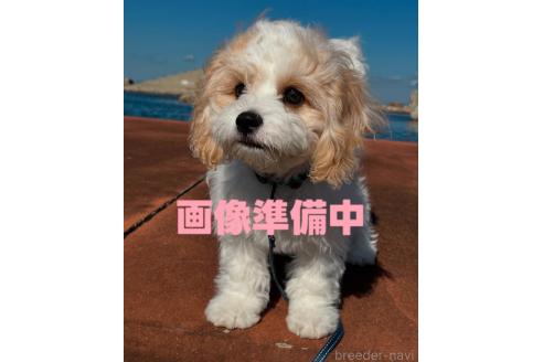 成約済の大阪府のミックス犬-364479の3枚目