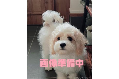 成約済の大阪府のミックス犬-364479の1枚目
