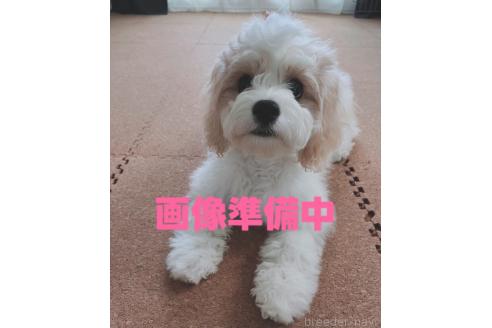 成約済の大阪府のミックス犬-364479の2枚目