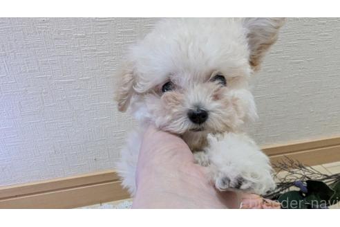 成約済の広島県のタイニープードル-359417の14枚目