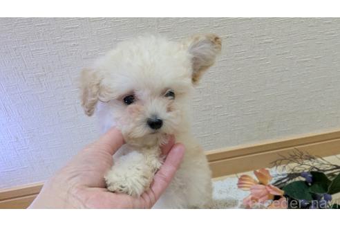 成約済の広島県のタイニープードル-359417の12枚目