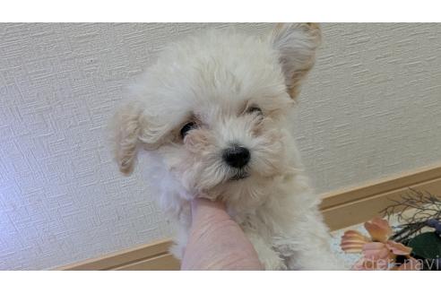 成約済の広島県のタイニープードル-359417の10枚目