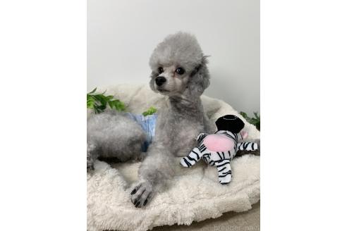 シルキーくん1枚目