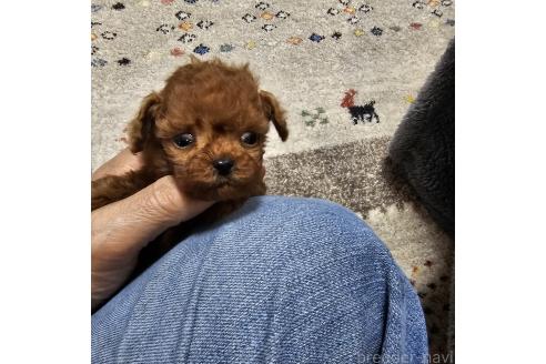 成約済の埼玉県のティーカッププードル-364233の6枚目