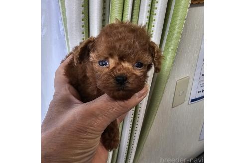 成約済の埼玉県のティーカッププードル-364233の3枚目
