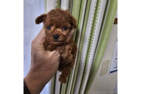 成約済の埼玉県のティーカッププードル-364233の2枚目