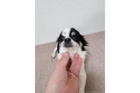 ももちゃん1枚目