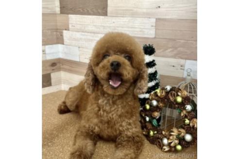 ニッキちゃん1枚目
