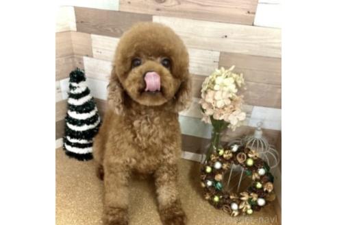 ニッキちゃん1枚目