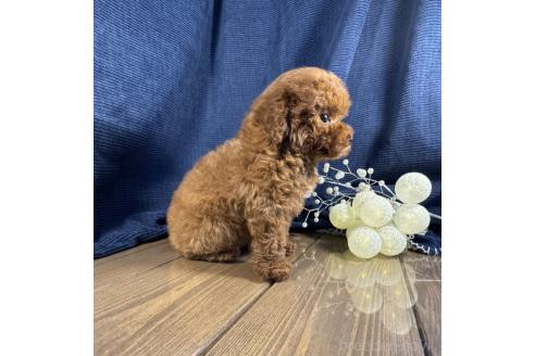成約済の茨城県のトイプードル-364542の3枚目