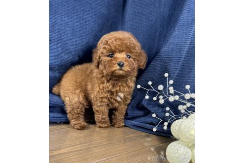 成約済の茨城県のトイプードル-364542の1枚目