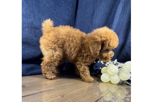 成約済の茨城県のトイプードル-364545の4枚目