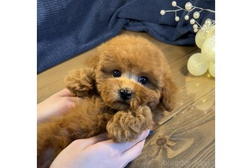 成約済の茨城県のトイプードル-364545の3枚目