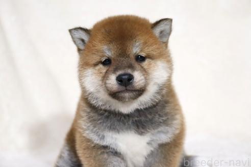 成約済の滋賀県の柴犬-364546の15枚目
