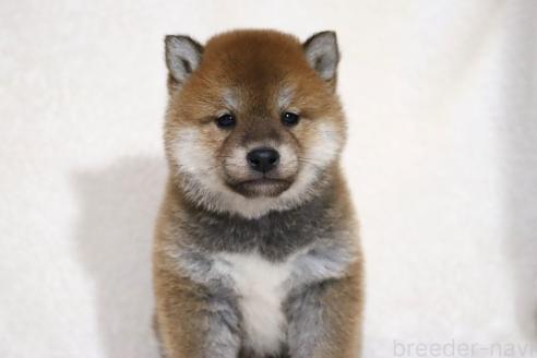 成約済の滋賀県の柴犬-364546の14枚目
