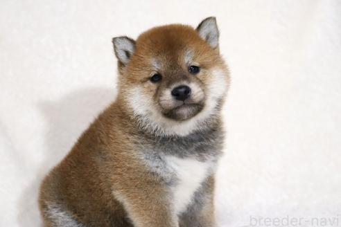 成約済の滋賀県の柴犬-364546の13枚目