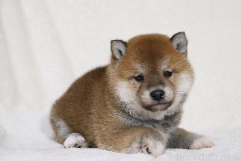 成約済の滋賀県の柴犬-364546の12枚目