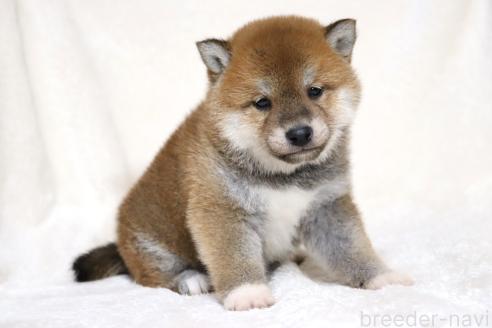 成約済の滋賀県の柴犬-364546の11枚目