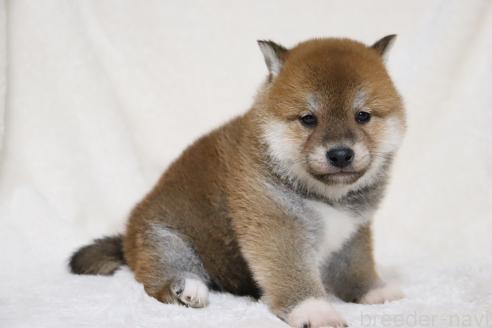 成約済の滋賀県の柴犬-364546の10枚目