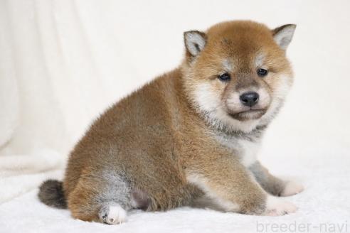 成約済の滋賀県の柴犬-364546の9枚目
