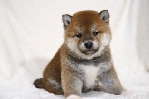 成約済の滋賀県の柴犬-364546の7枚目