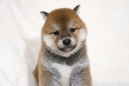 成約済の滋賀県の柴犬-364546の6枚目
