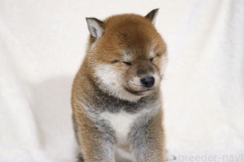 成約済の滋賀県の柴犬-364546の5枚目