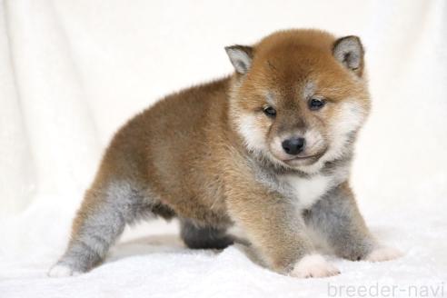 成約済の滋賀県の柴犬-364546の4枚目
