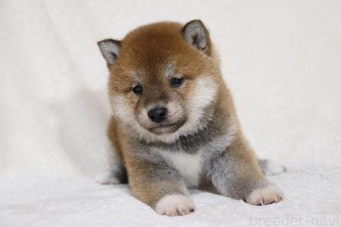 成約済の滋賀県の柴犬-364546の3枚目