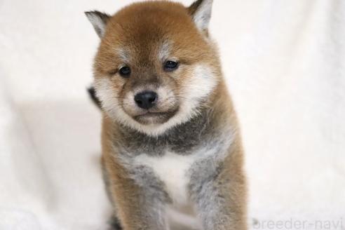 成約済の滋賀県の柴犬-364546の2枚目