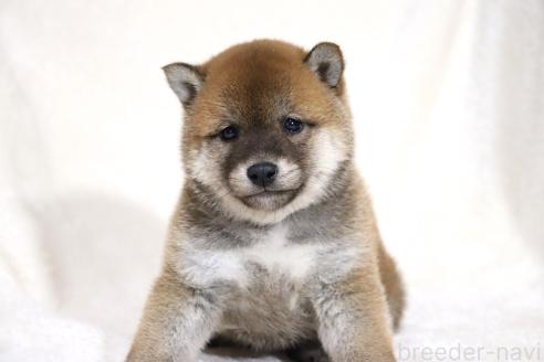 成約済の滋賀県の柴犬-364548の15枚目