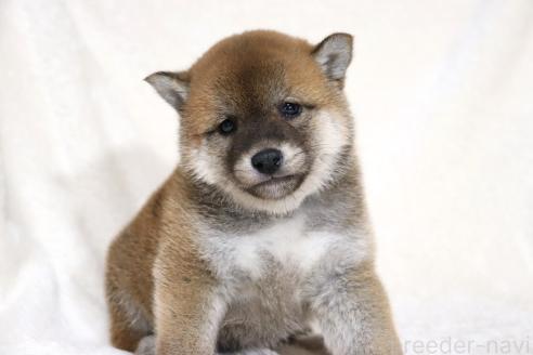 成約済の滋賀県の柴犬-364548の14枚目