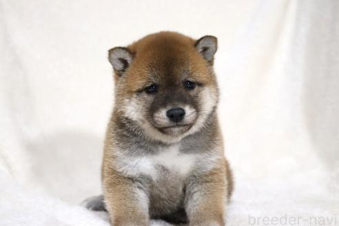 成約済の滋賀県の柴犬-364548の13枚目
