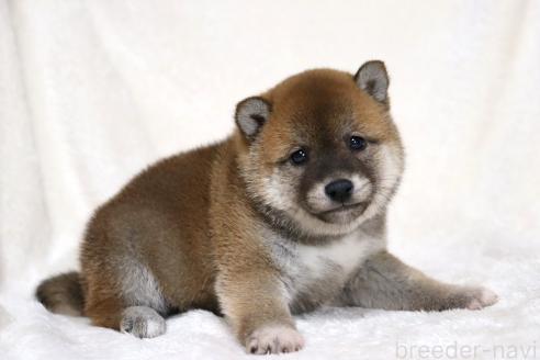 成約済の滋賀県の柴犬-364548の12枚目