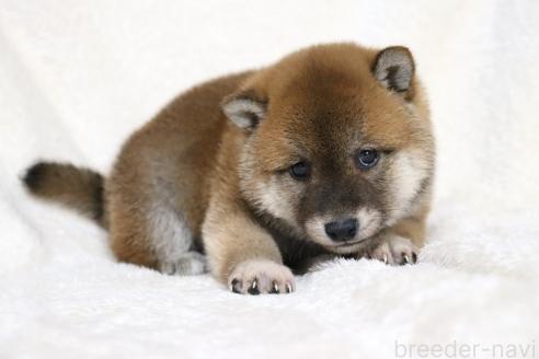 成約済の滋賀県の柴犬-364548の10枚目