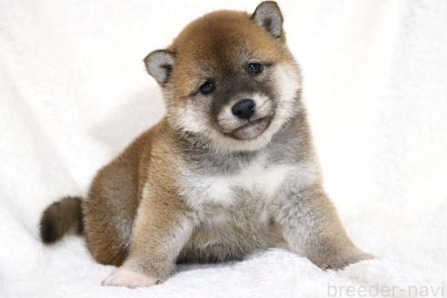 成約済の滋賀県の柴犬-364548の9枚目