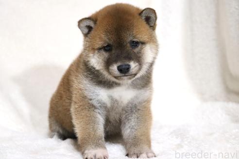 成約済の滋賀県の柴犬-364548の8枚目