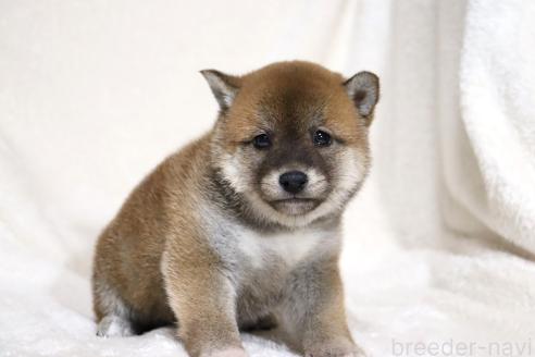 成約済の滋賀県の柴犬-364548の6枚目