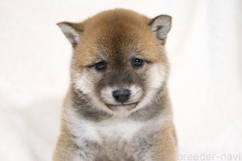成約済の滋賀県の柴犬-364548の5枚目