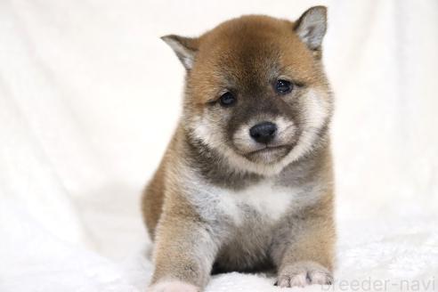 成約済の滋賀県の柴犬-364548の4枚目