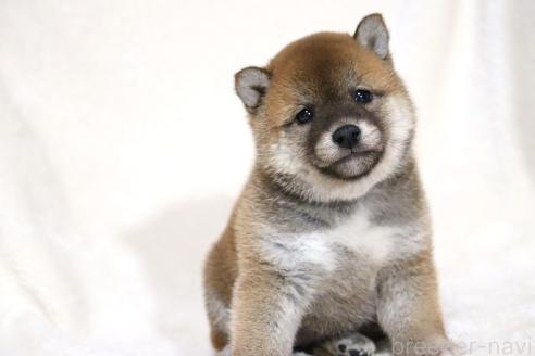 成約済の滋賀県の柴犬-364548の3枚目
