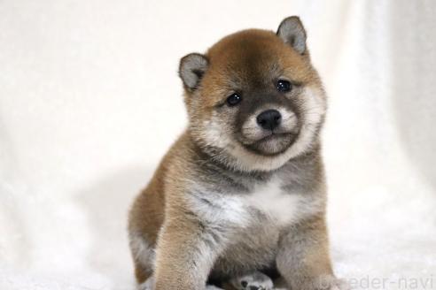 成約済の滋賀県の柴犬-364548の2枚目