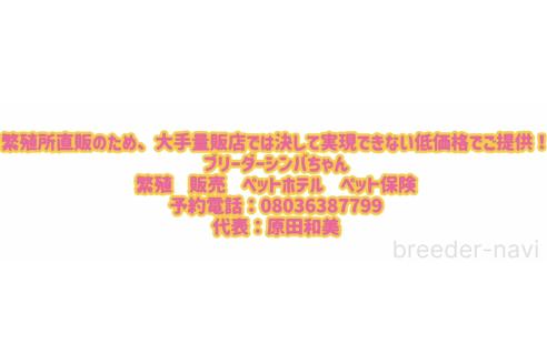 成約済の愛知県のシーズー-356751の2枚目