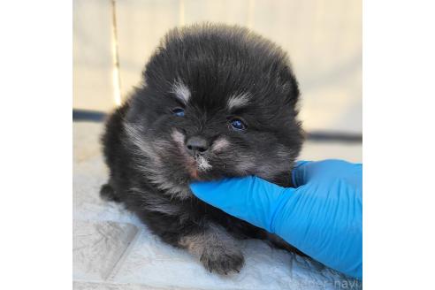 成約済の茨城県のポメラニアン-364563の35枚目