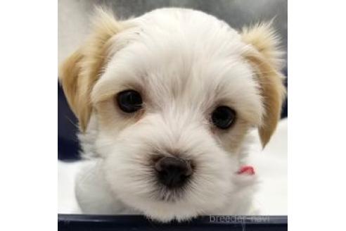商談中の東京都のミックス犬-364565の3枚目