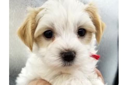 商談中の東京都のミックス犬-364565の2枚目