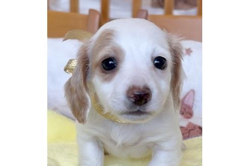 成約済の神奈川県のミニチュアダックスフンド(ロングヘアード)-359912の1枚目