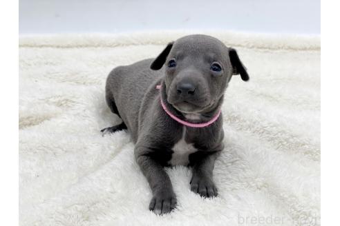 成約済の愛知県のイタリアングレーハウンド(イタグレ)-364596の12枚目